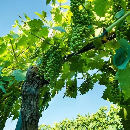 Podere Poggio Mendico Alojamento de Turismo Rural